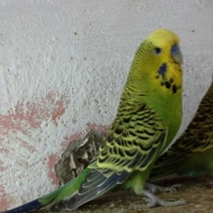 satilir tam saglamdilar