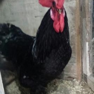 Dekorativ quşların cuceleri satılır.