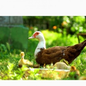 Qirmizi Lal Ordek Cucesi