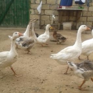 diwi ve erkek qazlar