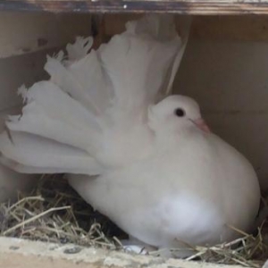 Pavlin goyercin satilir