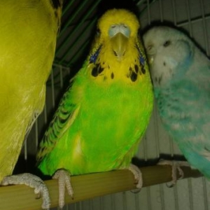 ucuz qiymete goyercnler