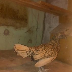 limonu zibirid deyiwdirilir zibirid fere fereyle d