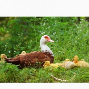 Qirmizi Lal Ordek Cucesi