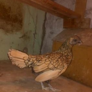 limonu zibirid deyiwdirilir zibirid fere fereyle deyiwirem saglamdi