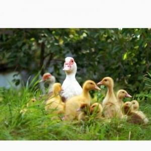 Qirmizi Lal Ordek Cucesi