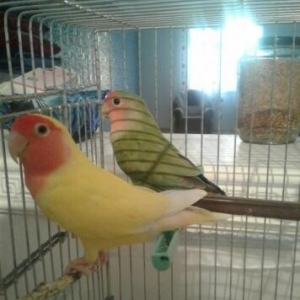 Kim satirsa 1 cut aliram burda ve ya whatsappa da 