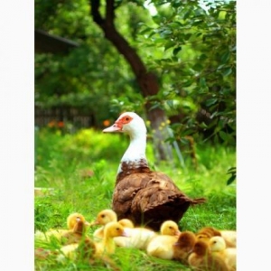 Qirmizi Lal Ordek Cucesi