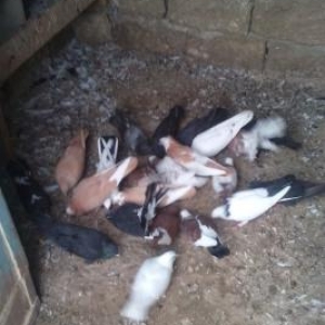 ucuz qiymete goyercnler