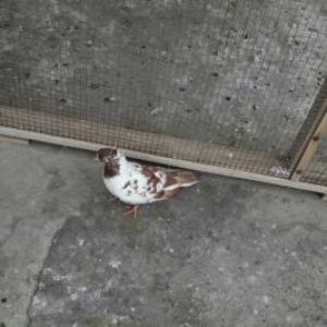 qlrmlzl baw  gozu xalll