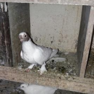 qlrmlzl baw  gozu xalll