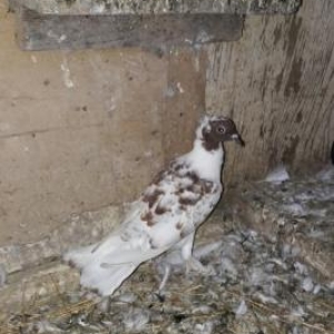 qlrmlzl baw  gozu xalll