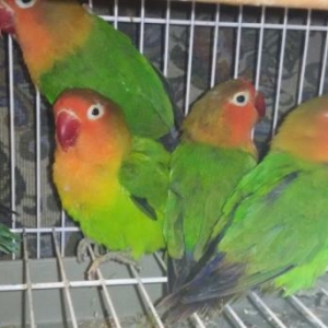 готовые пары фишеров