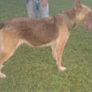 salam afcarka satilir 3 yawi var diwidi cute vurma