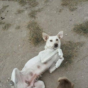 Девочка 1,5 года в добрые рук