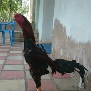 Heyratı xoruz satıram