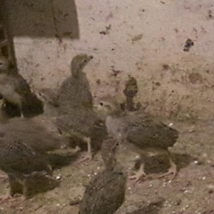 1 ayliq tam saglam quslardi.erkek disi bilinmir