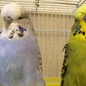 Готовая пара выставочных попугаев