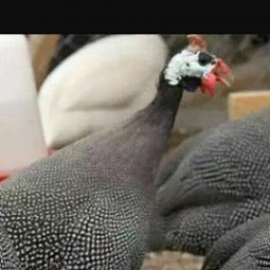 Firəng toyuğu.Ərkey dişi.Ünvan:Mərdəkan qəsəbəsi.