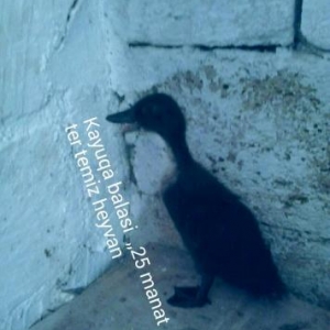 Kayuqa balalari argenal