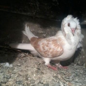 yaqobin  ayaqi leleyli