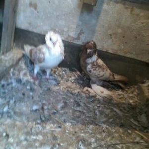 yaqobin  ayaqi leleyli