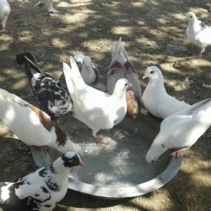 qus almaq isteyenlerin nezerine her cure satilir başlayan qiym