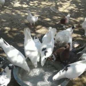 qus almaq isteyenlerin nezerine her cure satilir başlayan qiym