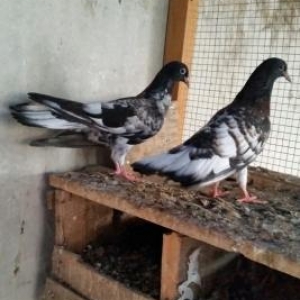 qarbaw 1 cut keven ikside cox quyruq enni quyruq efqanka temiz qan