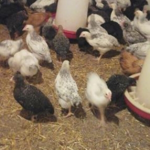 ağ ve qara serevrizler gun 35 tam saqlam quslar butun vaksinleri olub