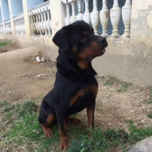 ratvelli satilir erkekdi