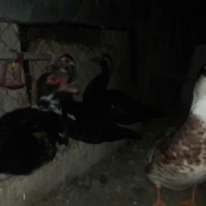 Yumurtlayan Lal Ordekler Satilir ve ya Barter