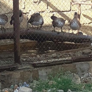 Mondarinka ördəy ancag mayala