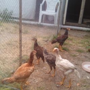 Heyrati Turk cuceler 4 ayliq