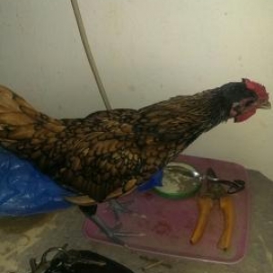 tam sağlam zibrayt xoruzu feresi olmadığına g�