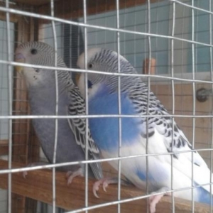 cut papuqay satiram.saglamdilar.1..2 aya diwi yumu