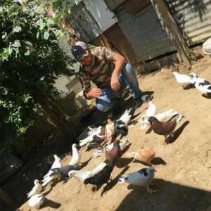 Terkitme quşlar satilir