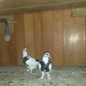 Baladan teze ayiliblar ikside dest qaraquyrugdular