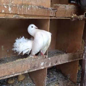 Lenkerandadi bakiya getirile biler