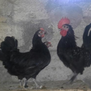 Zil qara yaponkalar satıram. 1 Xoruz 2 Fərə.