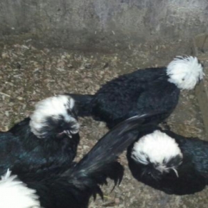 Rahibe Yumurtasi satılır