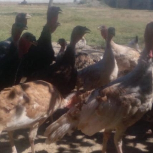 Hinqusu satlir 5 ayliqdir iyne