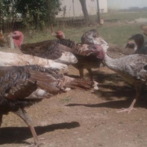 Hinqusu satlir 5 ayliqdir iyne