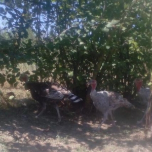 Hinqusu satlir 5 ayliqdir iyne