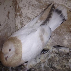 turk cinsi takla iki gizgin erkeyler