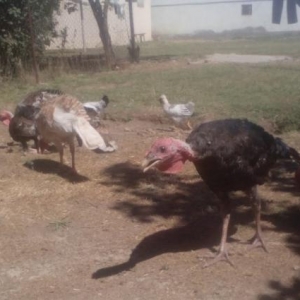 Hinqusu satlir 5 ayliqdir iyne