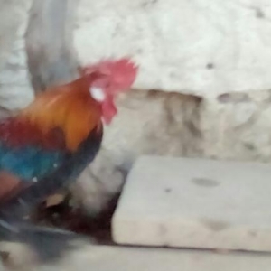 yaponka xoruz fere  ikiside leleylidi cavandilar temiz s