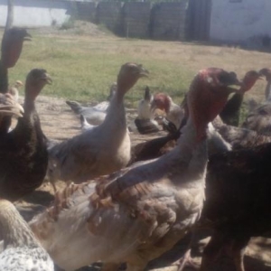 Hinqusu satlir 5 ayliqdir iyne