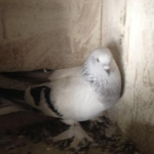 turk cinsi takla iki gizgin erkeyler