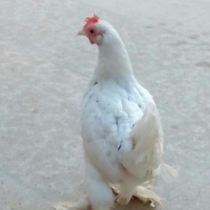 yaponka xoruz fere  ikiside leleylidi cavandilar temiz s